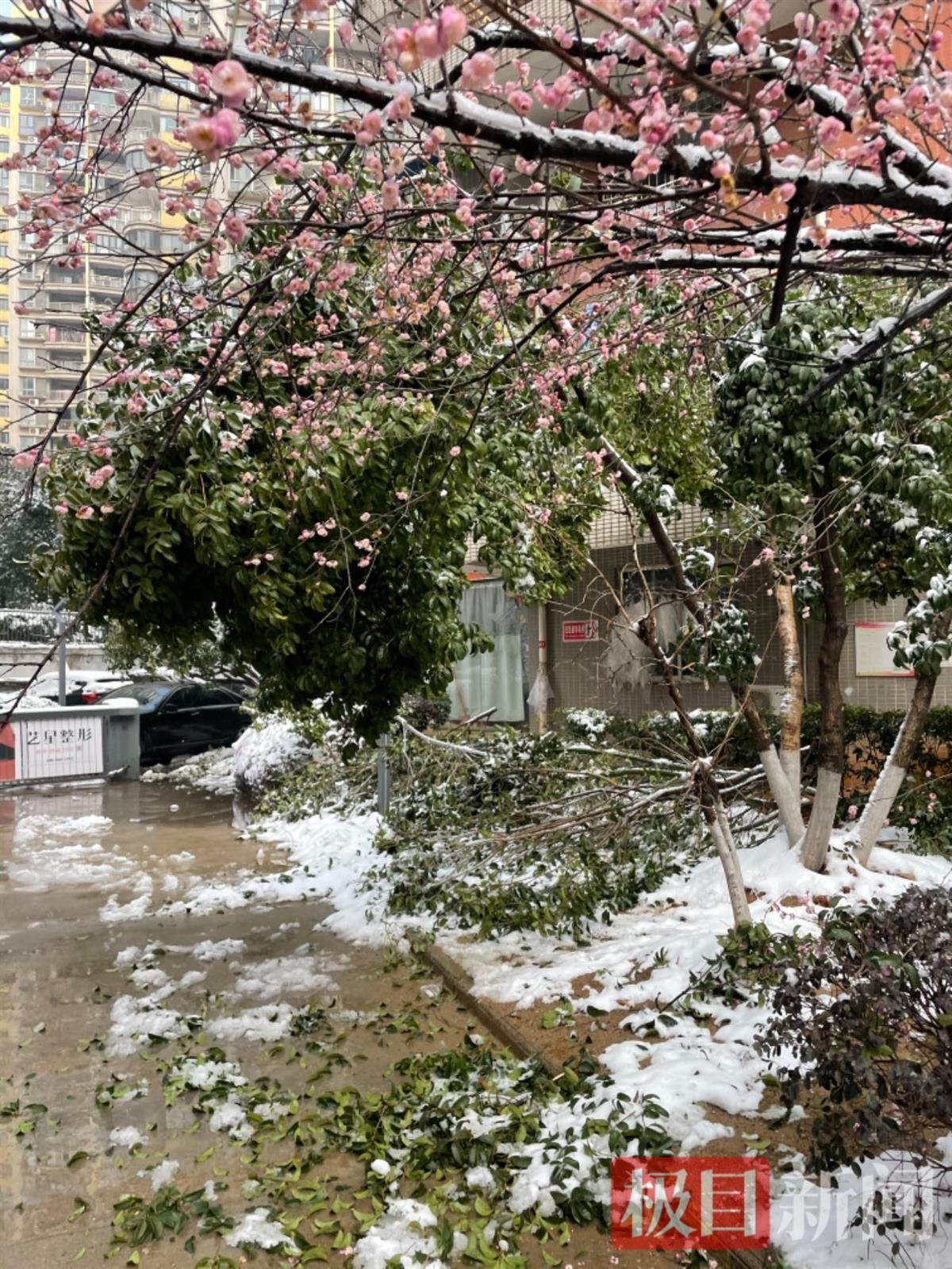 最高20℃！湖北雨雪剧终，春节温暖如春