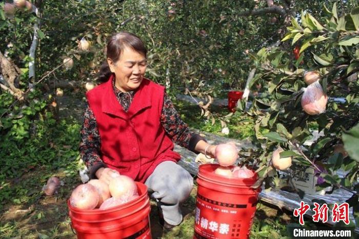 山西闻喜:苹果产业向“冷”求强 延链强链助乡村振兴 山西闻喜:苹果产业向“冷”求强 延链强链助乡村振兴